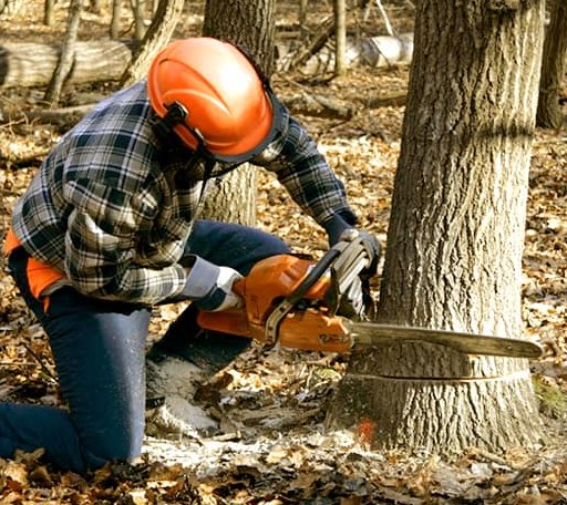 Tree Removal in Luzerne, MI